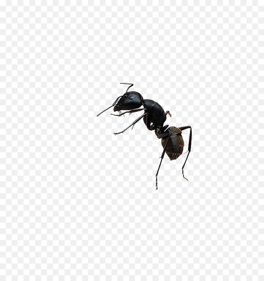 Ant，Abeja PNG