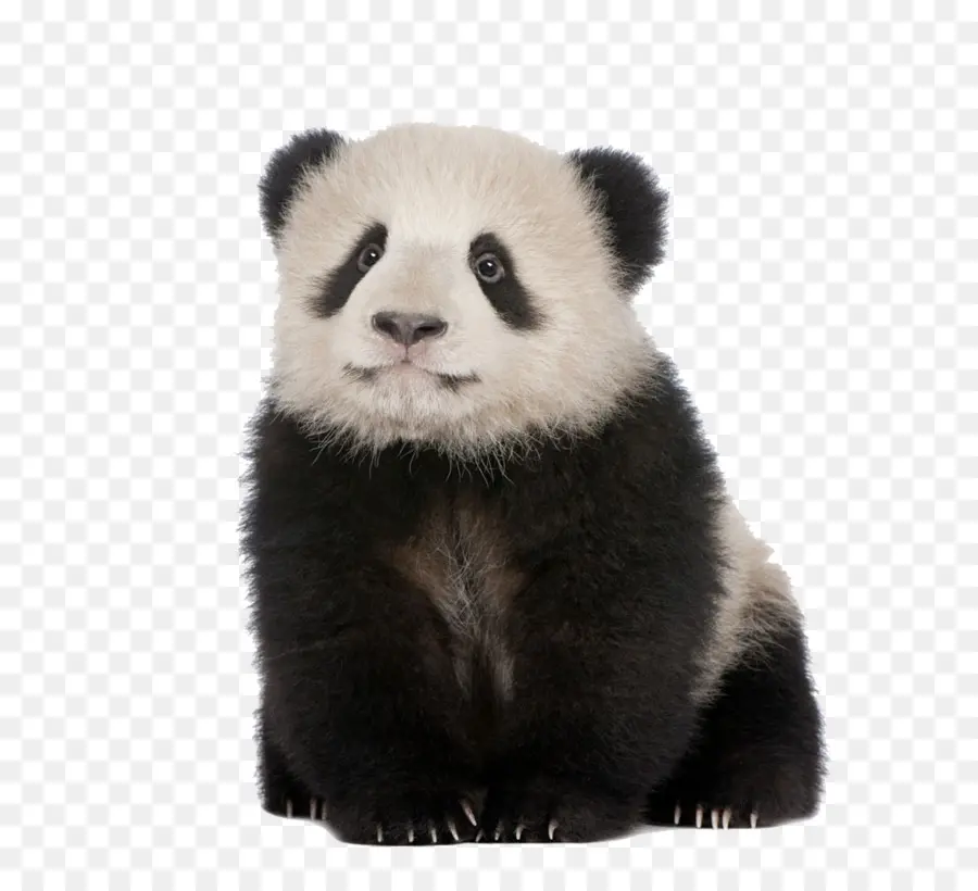 El Panda Gigante，El Panda Rojo PNG