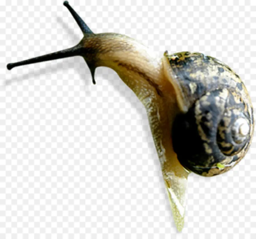 Caracol，Orthogastropoda PNG