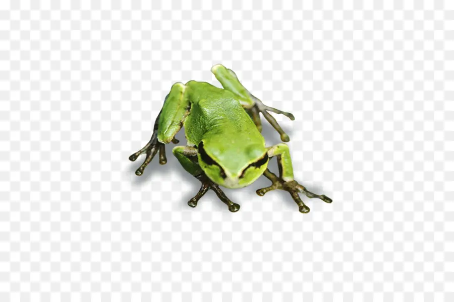 Rana，Rana De árbol PNG