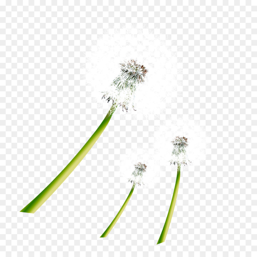 Taraxacum Coreanum，Diente De León PNG