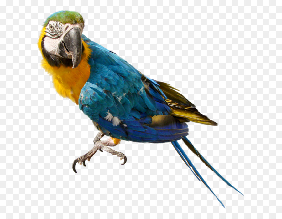 Parrot，Loros De Nueva Guinea PNG