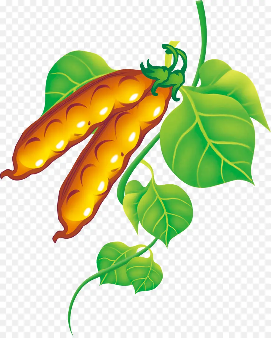 Pea，La Fruta PNG