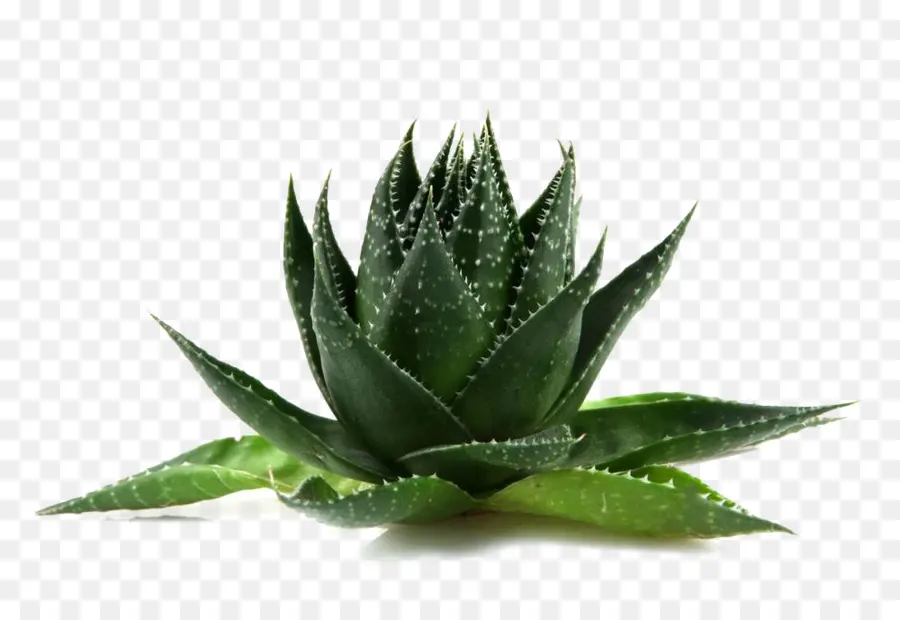 Agave，Aloe Vera PNG