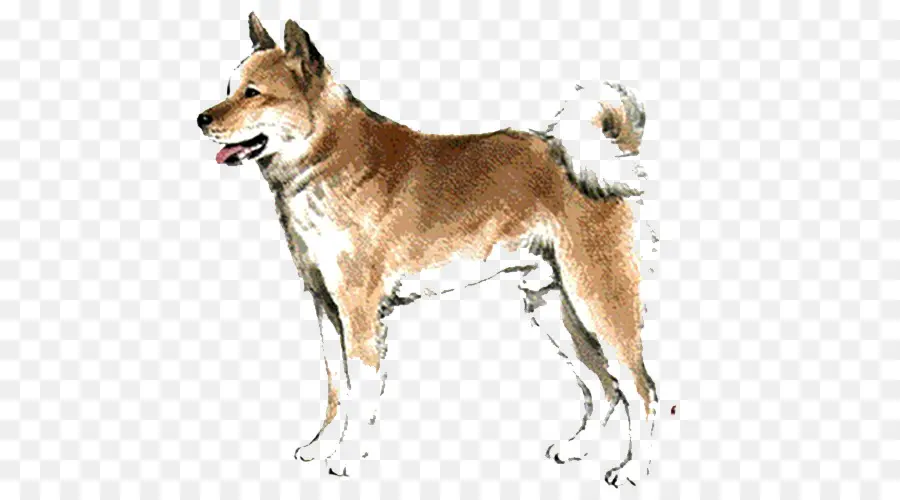 Saarloos Lobo，Perro Lobo Checoslovaco PNG