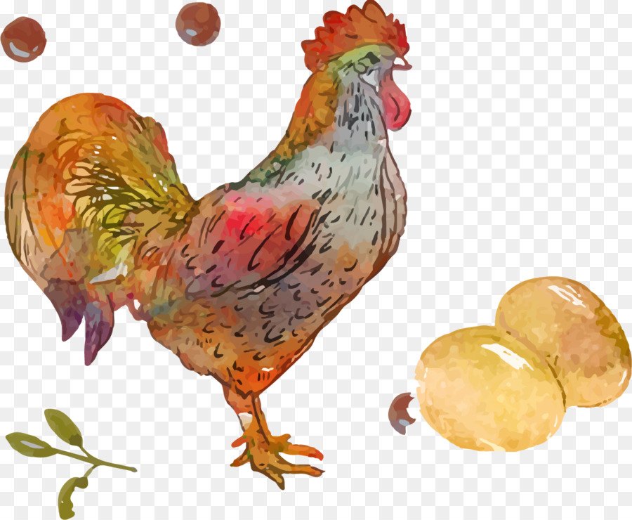 Pollo，Gallo PNG