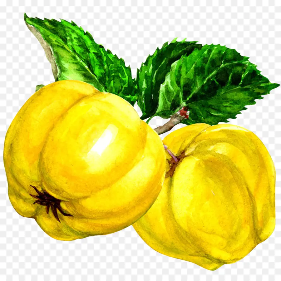 Las Variedades Patty Pan De Calabaza，Membrillo PNG