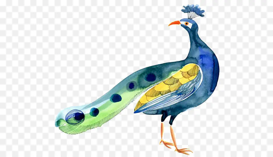 Pájaro，Pavo Real PNG