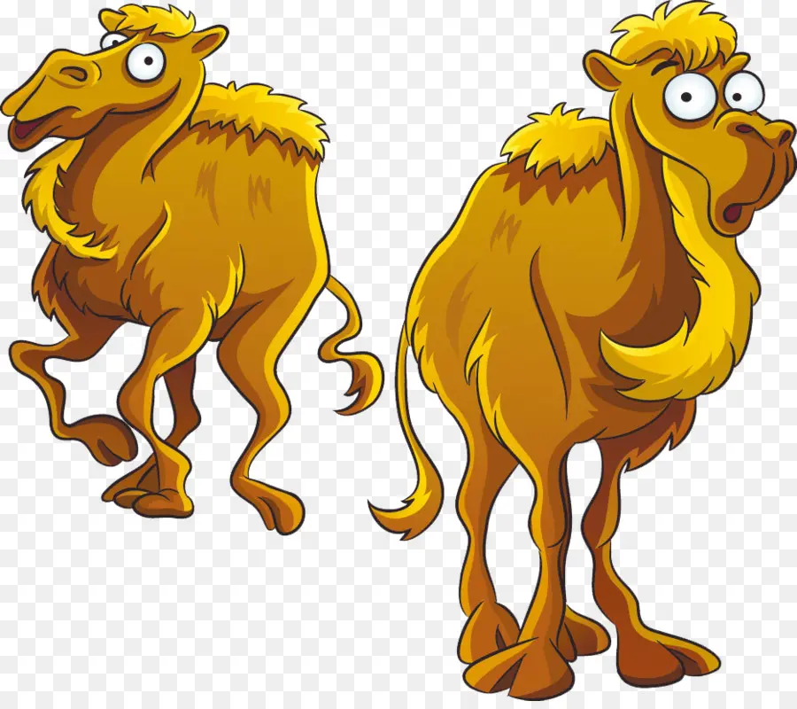 Camello，De Dibujos Animados PNG
