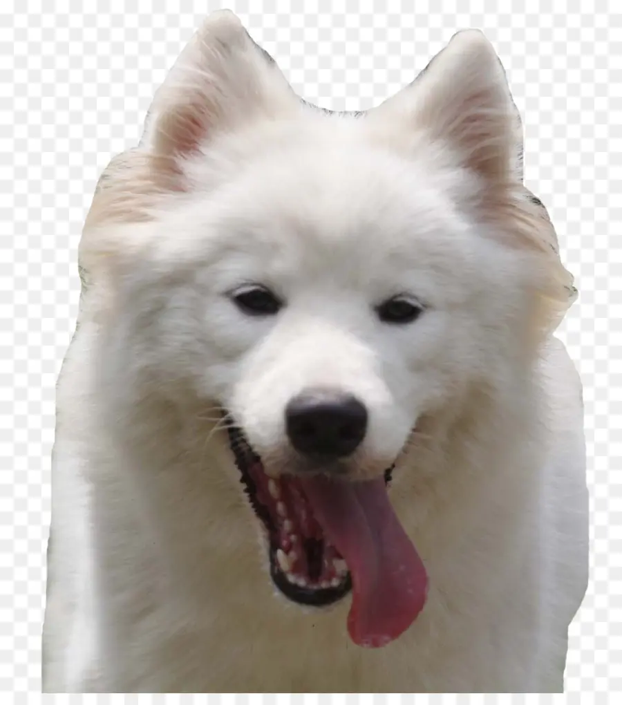 Perro Blanco，Mascota PNG