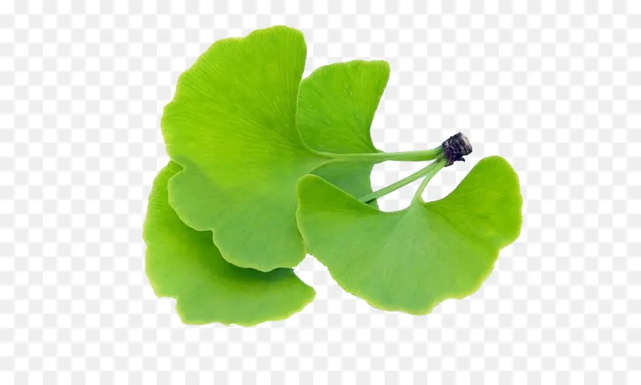 Hojas De Gingko，Hojas PNG