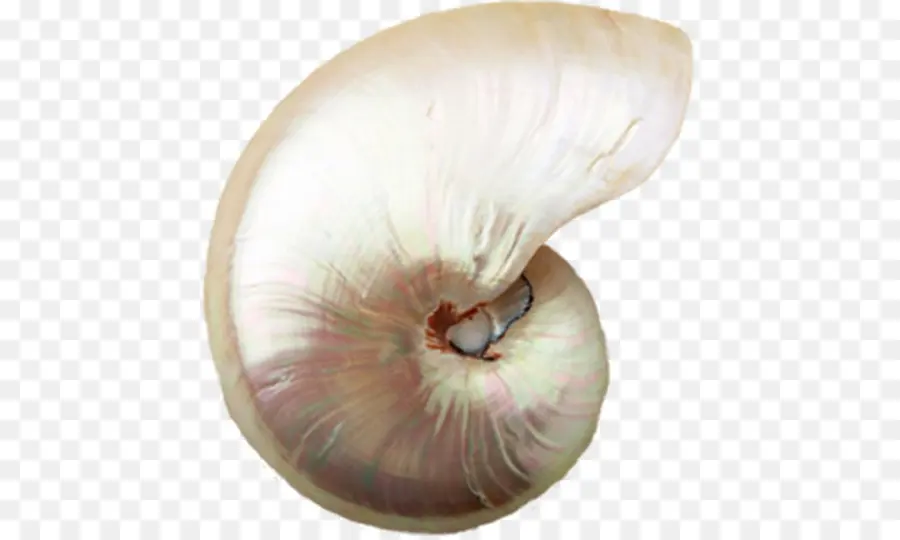 Caracol De Mar，La Concha PNG