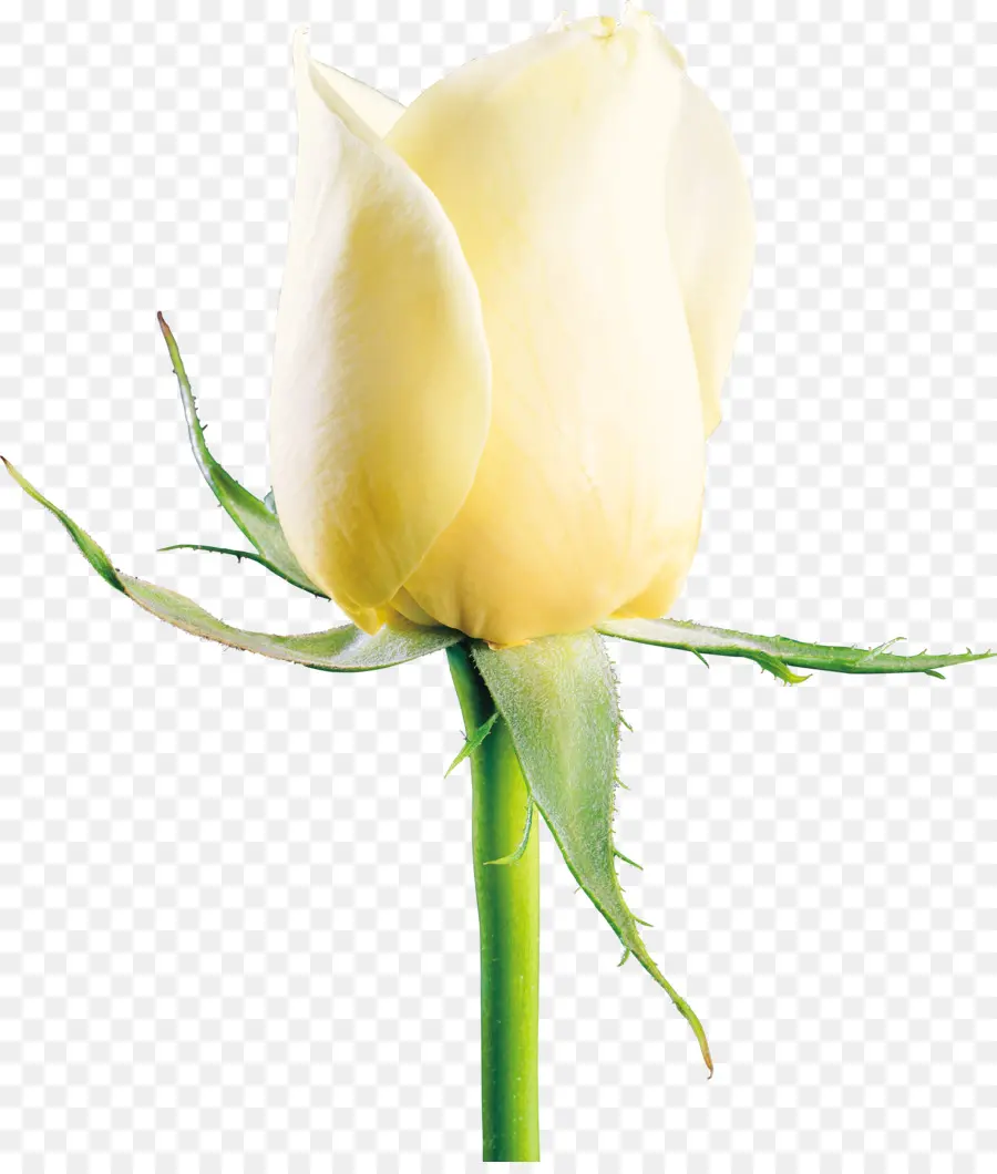 Rosa Blanca，Floración PNG