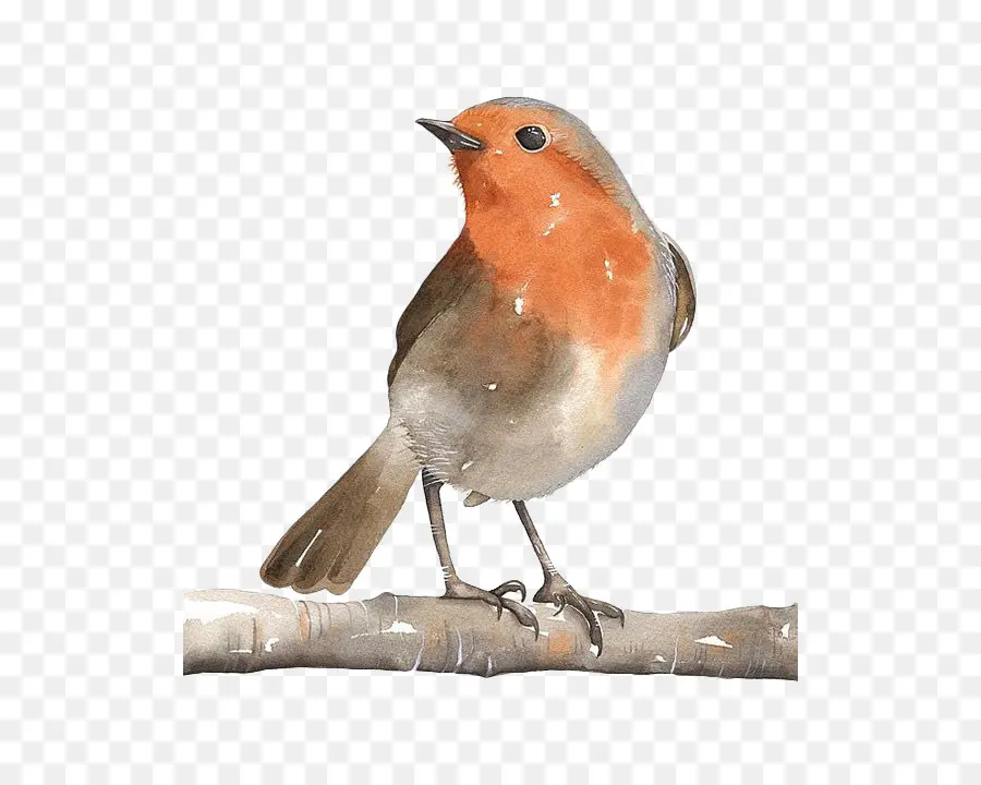 Pájaro，Pintura PNG