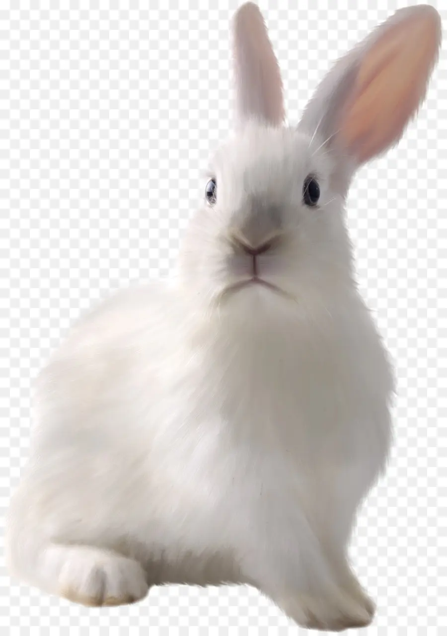 Conejito De Pascua，Conejo Blanco PNG