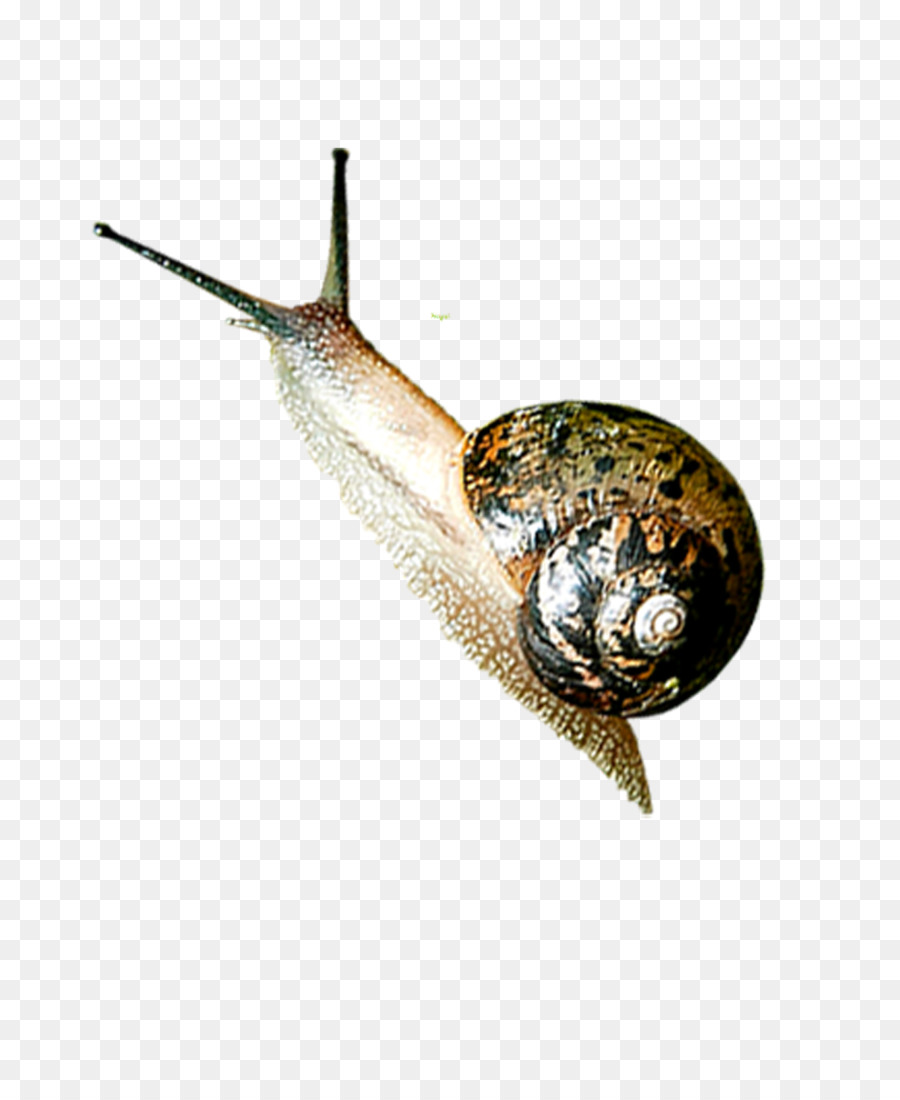 Caracol，Los Insectos PNG