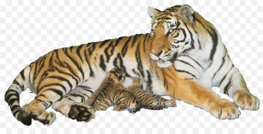 Tigre，La Vida Silvestre PNG