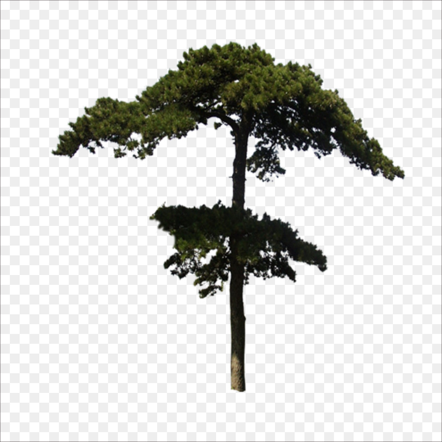 Árbol，Verde PNG