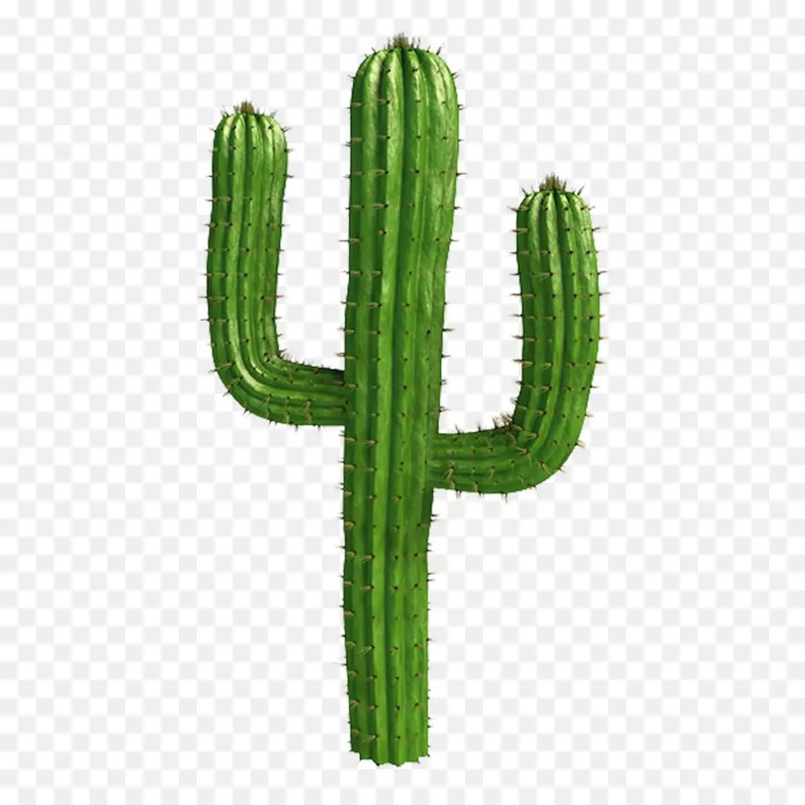 Cactaceae，Saguaro PNG