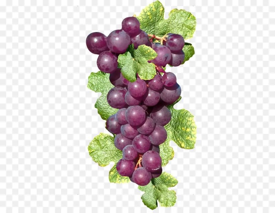 Uvas Moradas，Enredadera PNG