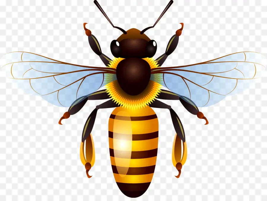 Abeja，La Miel PNG