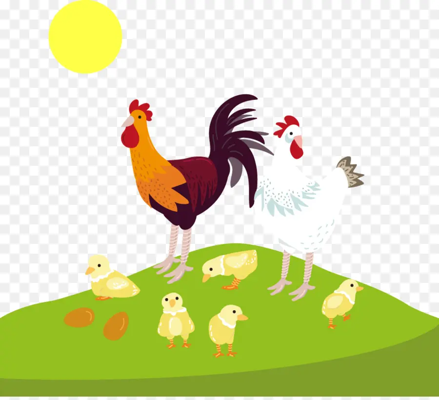 Pollos，Gallo PNG