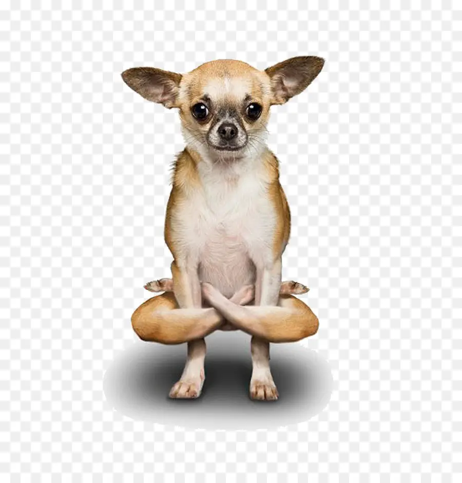 Caniche，Chihuahua PNG