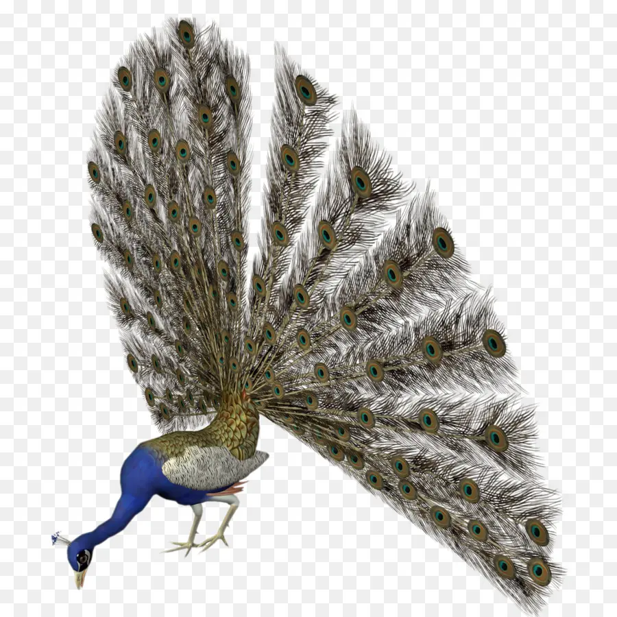 Pavo Real，Plumas PNG