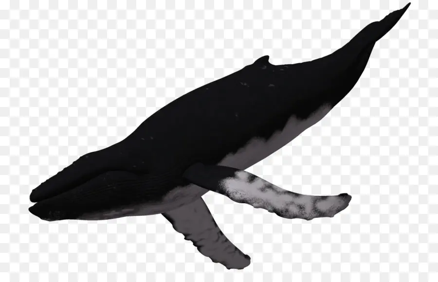 Ballena Jorobada，Ballena PNG