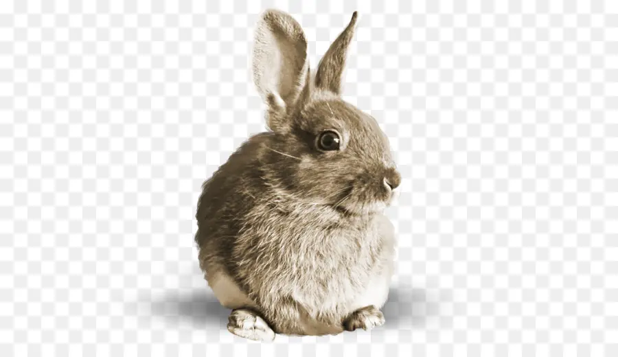 Hare，Conejo PNG