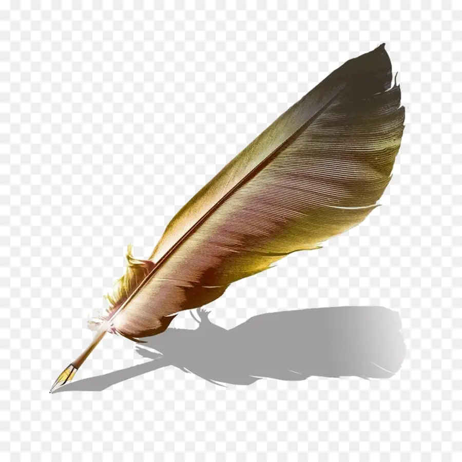 Pluma，Marrón PNG