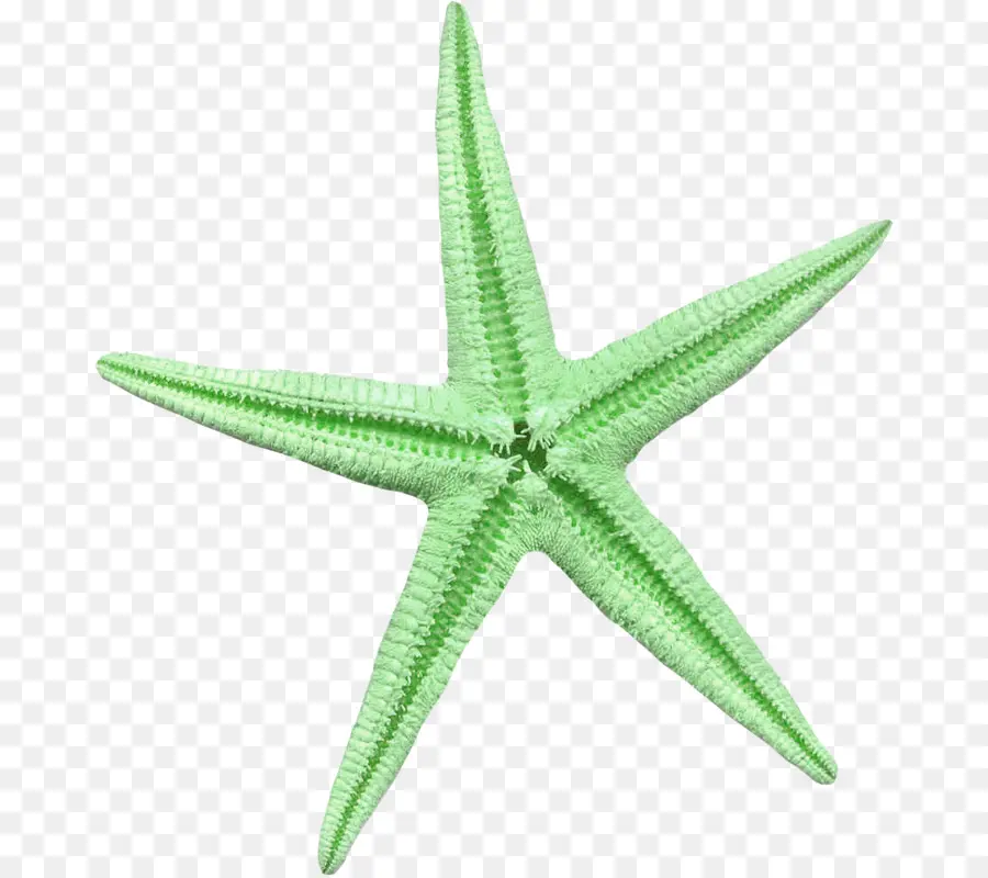 Estrella De Mar，Linckia Laevigata PNG