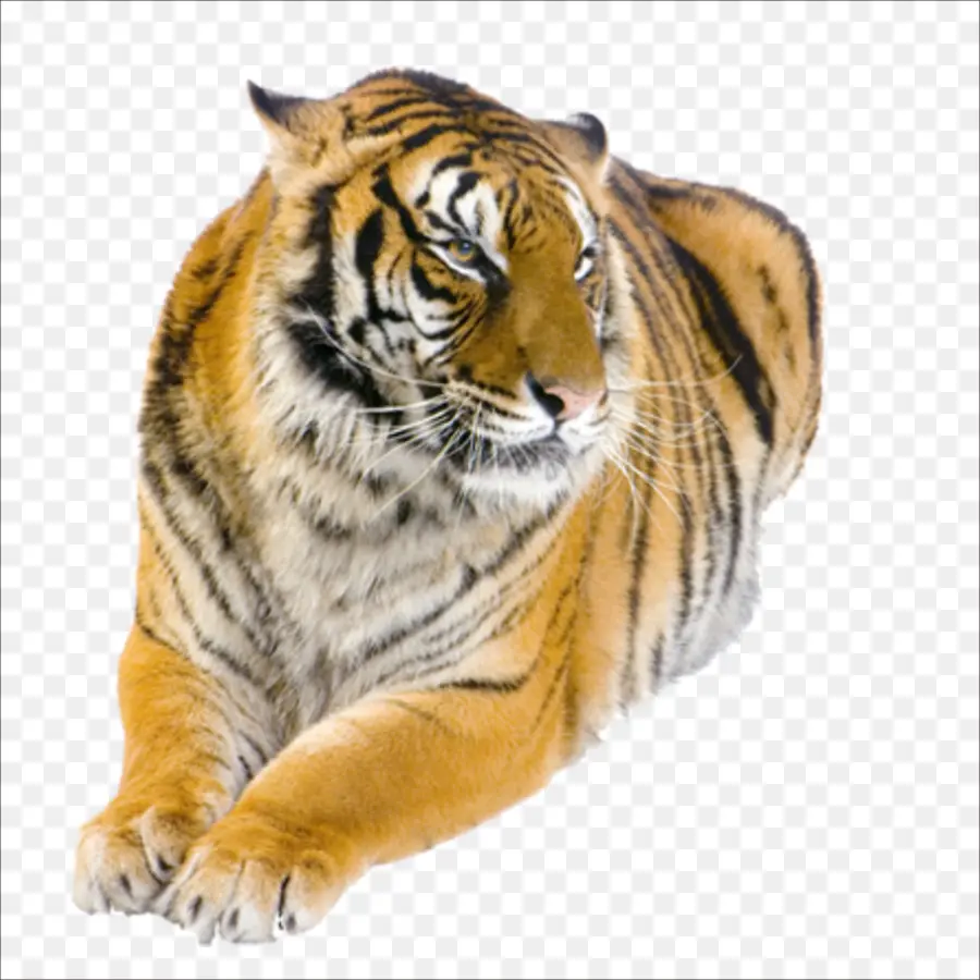 Tigre，Felino De Gran Tamaño PNG