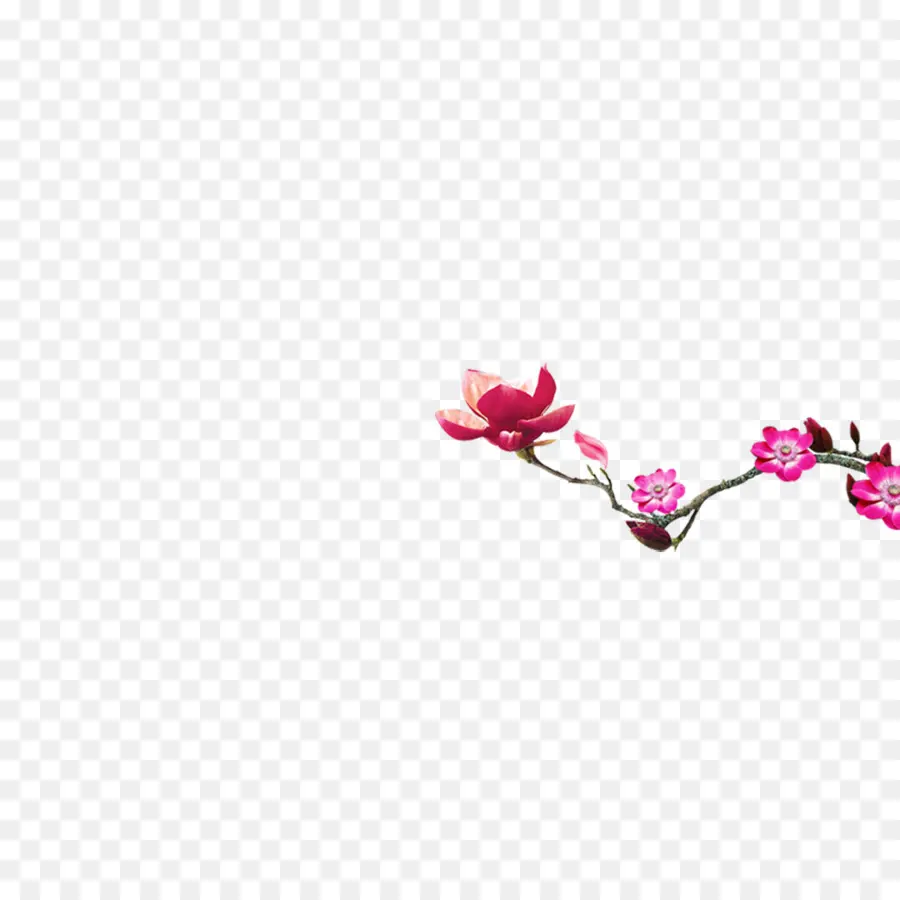 Flores Rosadas，Florecer PNG