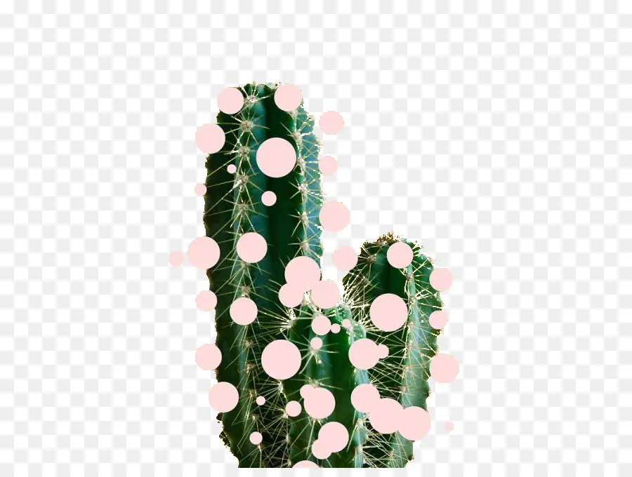 Cactus，Espinas PNG