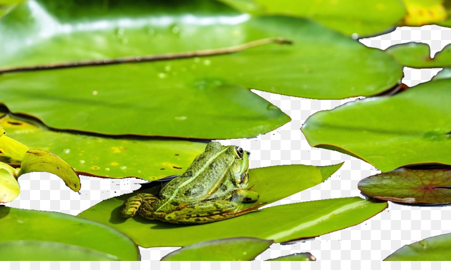 Rana，Lithobates Clamitanos PNG