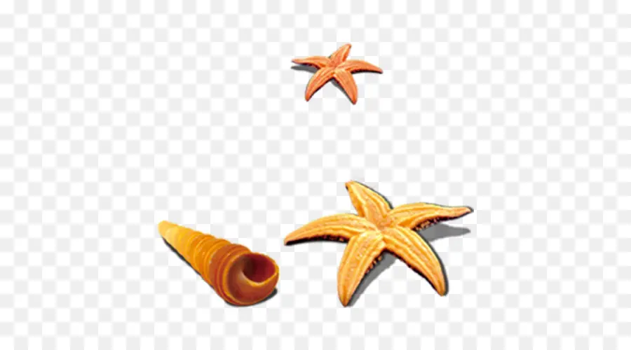 Estrella De Mar，Concha PNG