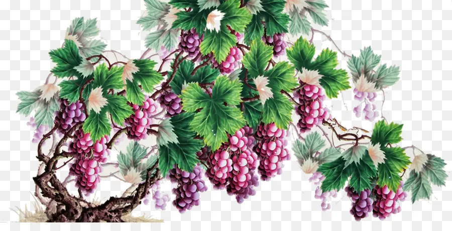 Vid，Uvas PNG