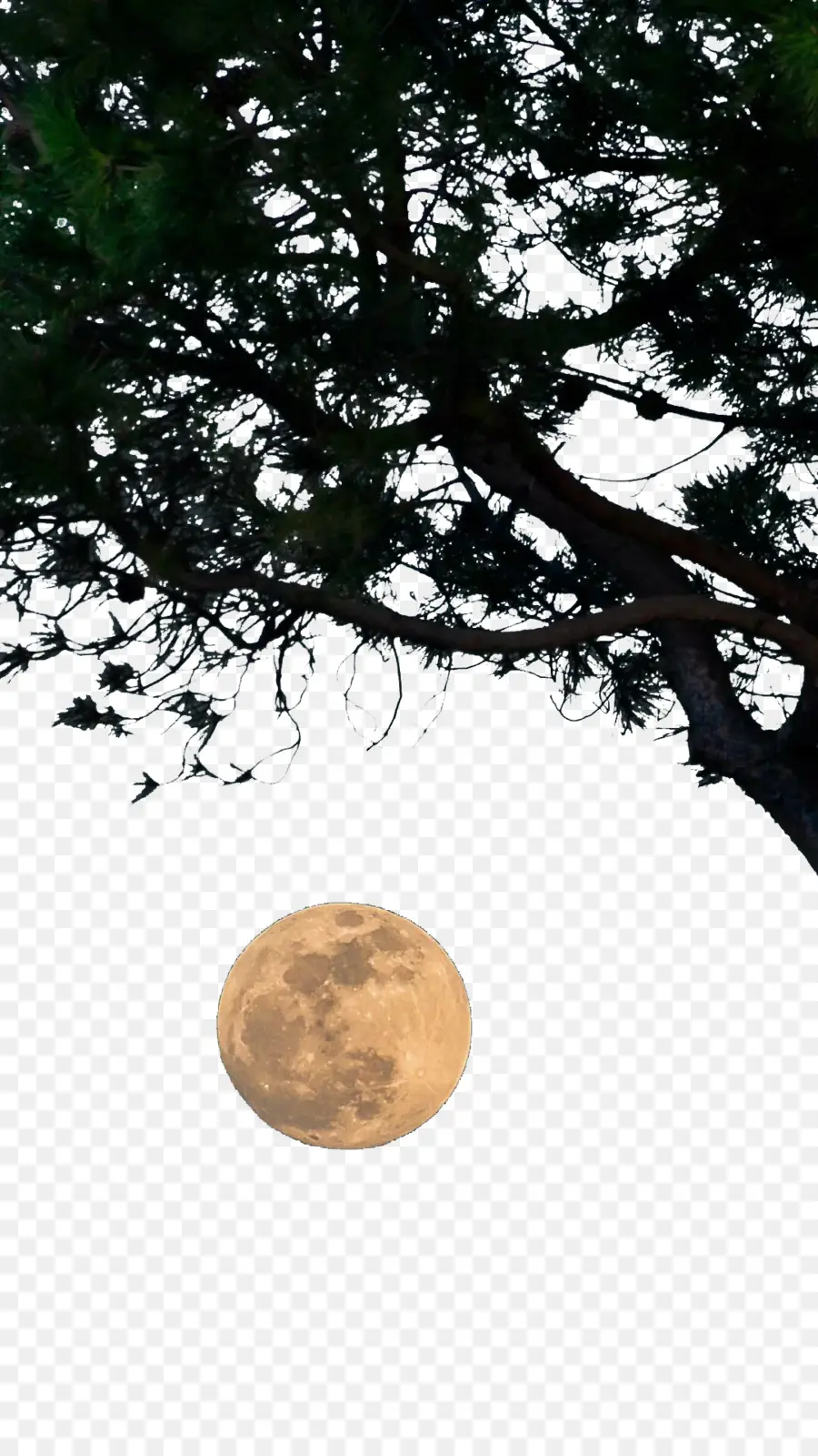 Luna，árbol PNG