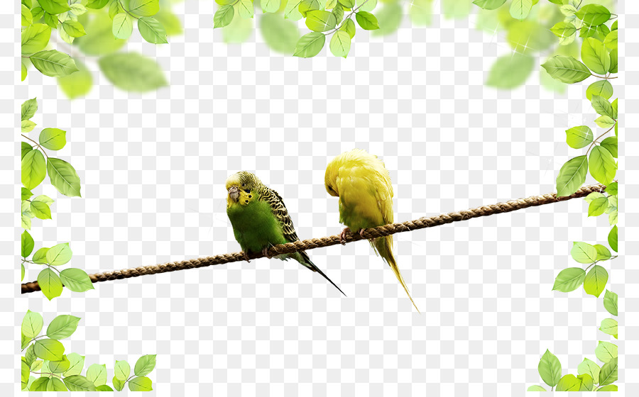 Loros，Aves PNG