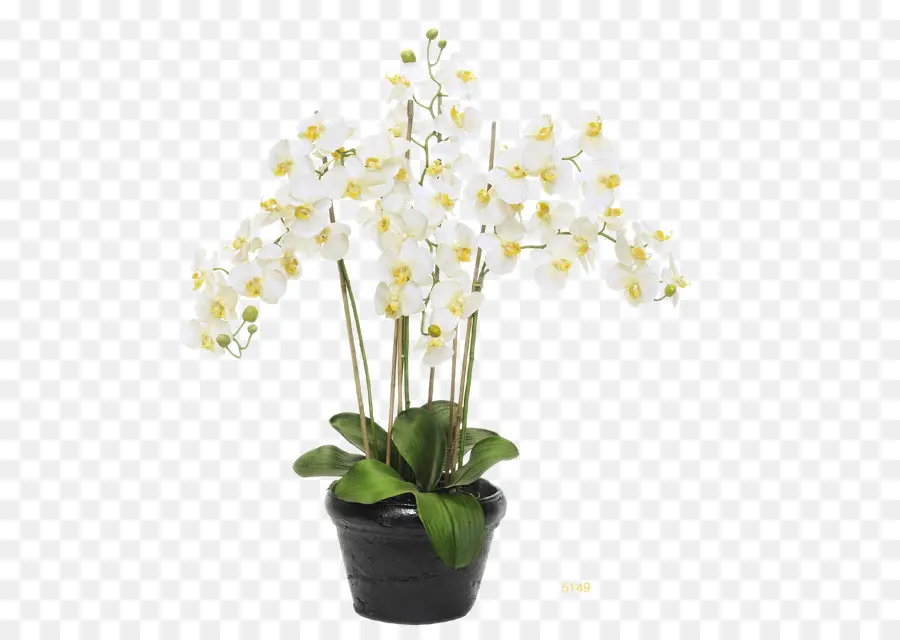 Orquídea，Flores Blancas PNG