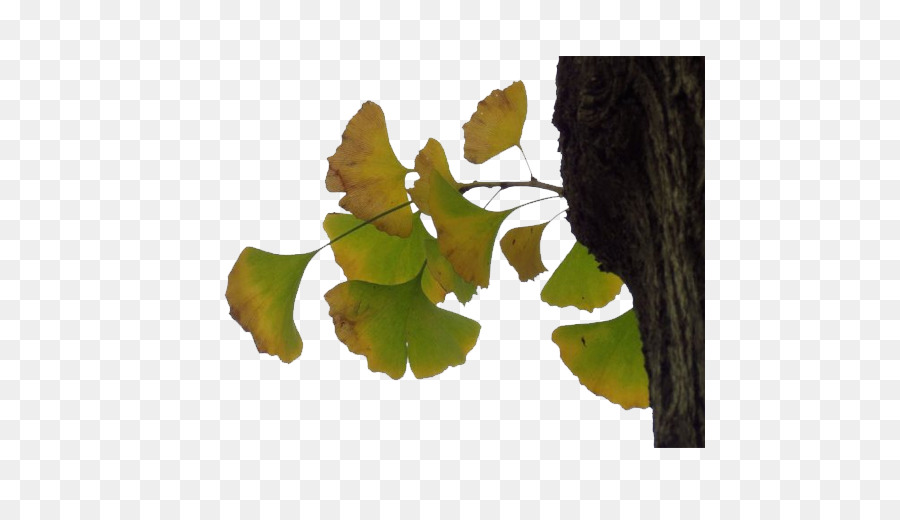 Hoja，Planta PNG