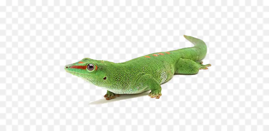 Geco，Lagarto PNG