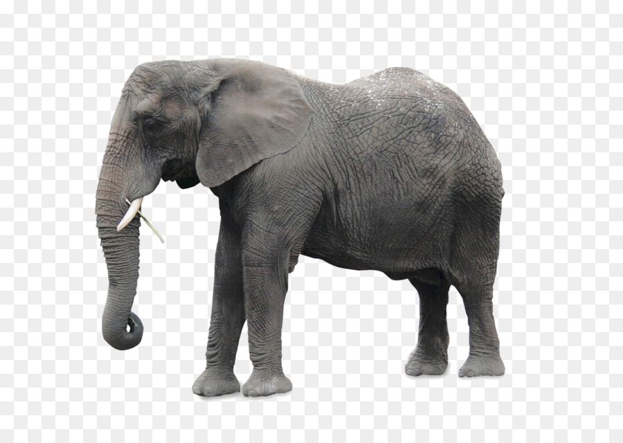 Elefante，Mamífero PNG