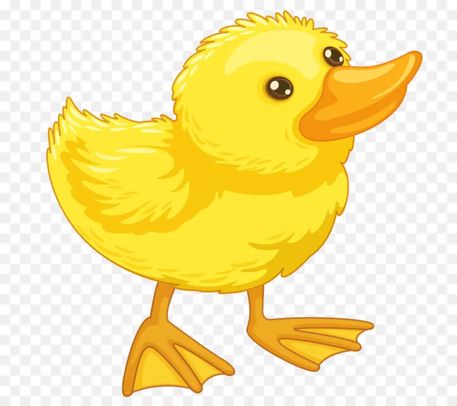 Pato，Dibujo PNG