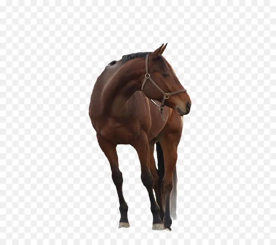 Mustango，Caballo Frisio PNG