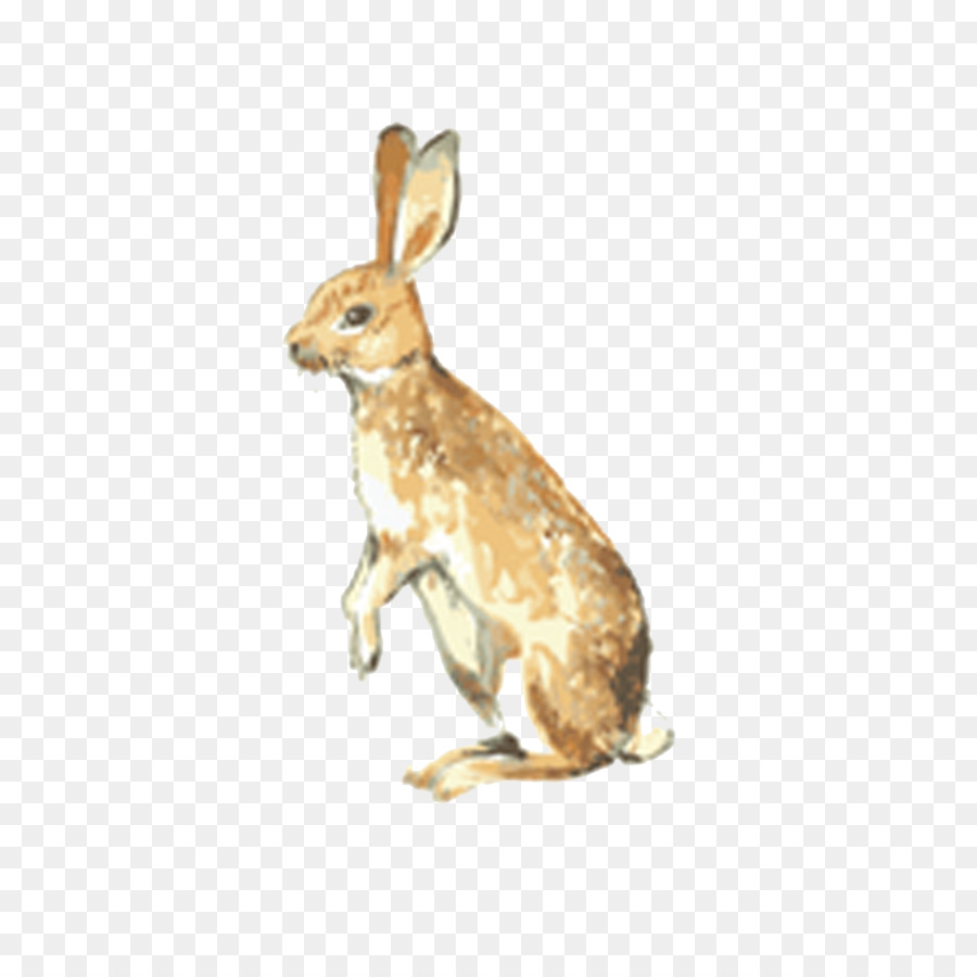 Liebre，Conejo PNG