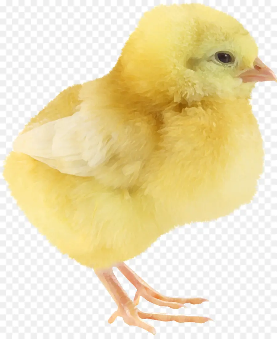 Yellowhair De Pollo，Poco Amarillo Pollo PNG