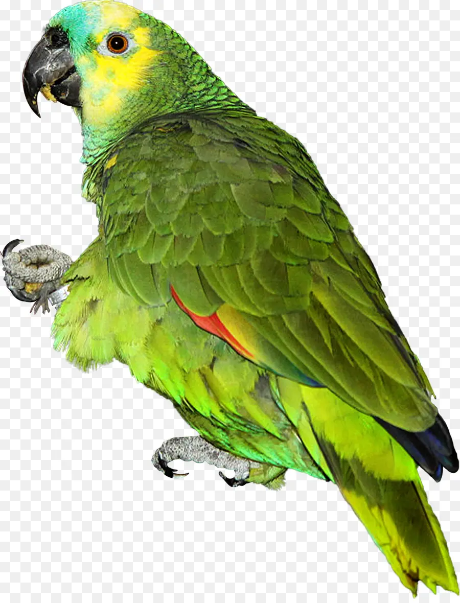 Parrot，Pájaro PNG