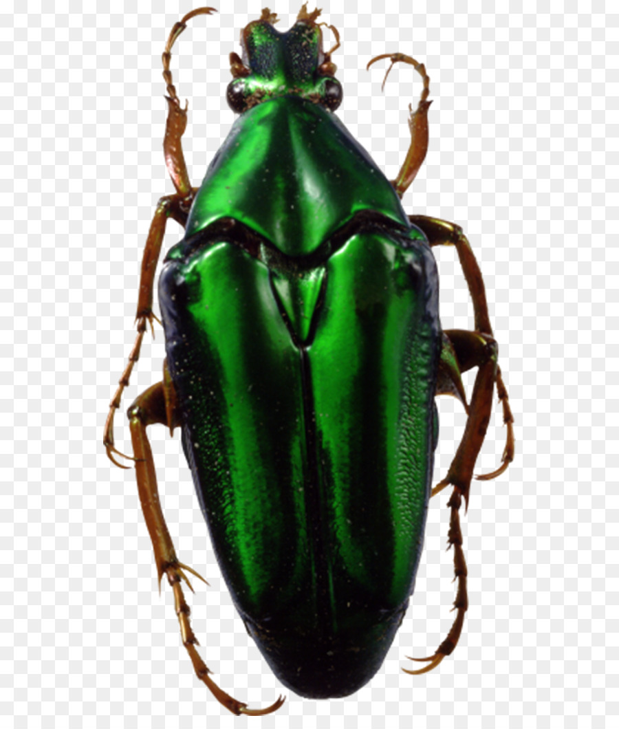 Los Insectos，Formatos De Archivo De Imagen PNG